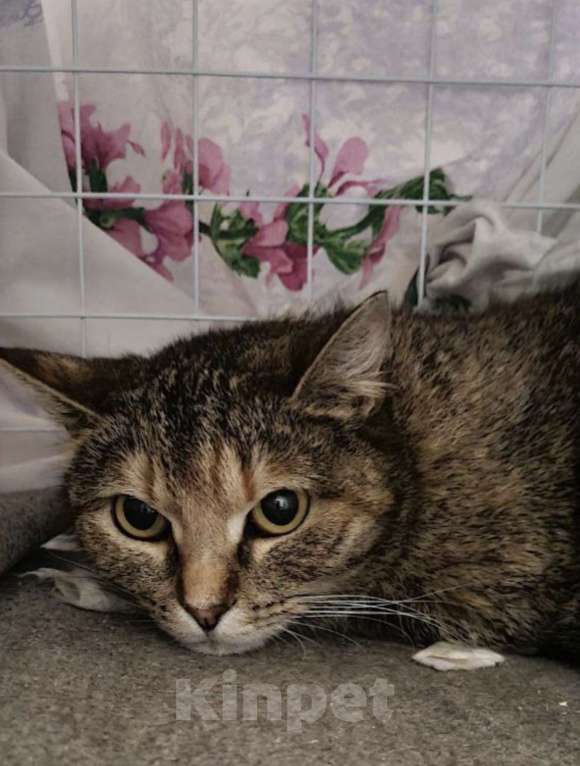 Кошки в Санкт-Петербурге: Твикси Медовая Красавица Девочка, Бесплатно - фото 7