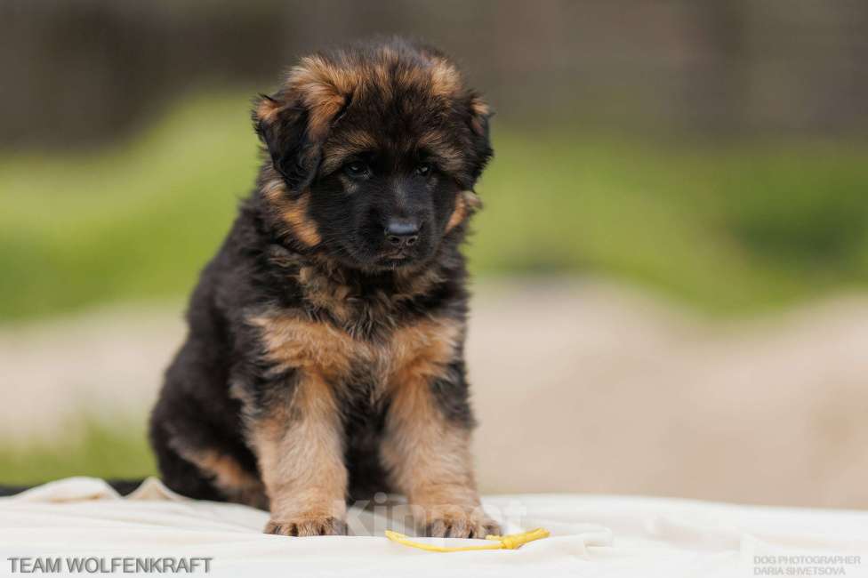 Собаки в Волгограде: Длинношерстная немецкая овчарка Разнополые, Бесплатно - фото 6