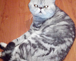 Кошки в Санкт-Петербурге: Элитный кот Мальчик, 4 000 руб. - фото 5
