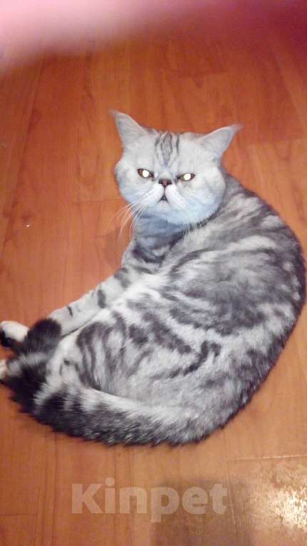 Кошки в Санкт-Петербурге: Элитный кот Мальчик, 4 000 руб. - фото 5