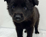 Собаки в Химках: метис бордер колли, 3 месяца Мальчик, 1 руб. - фото 4