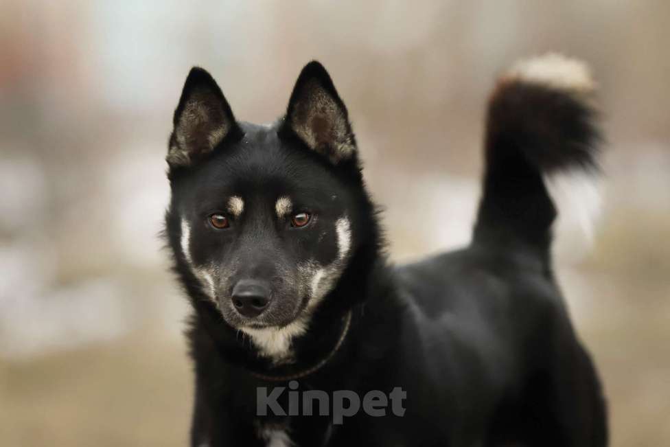 Собаки в Москве: Миниатюрный овчар в дар Мальчик, Бесплатно - фото 3