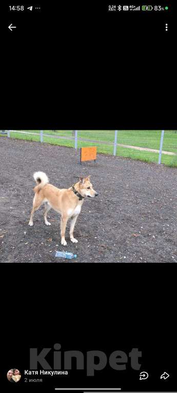 Собаки в Балашихе: Ваша мечта у нас Мальчик, Бесплатно - фото 1