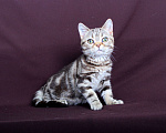 Кошки в Ликино-Дулево: Американский короткошерстный котёнок Девочка, Бесплатно - фото 5