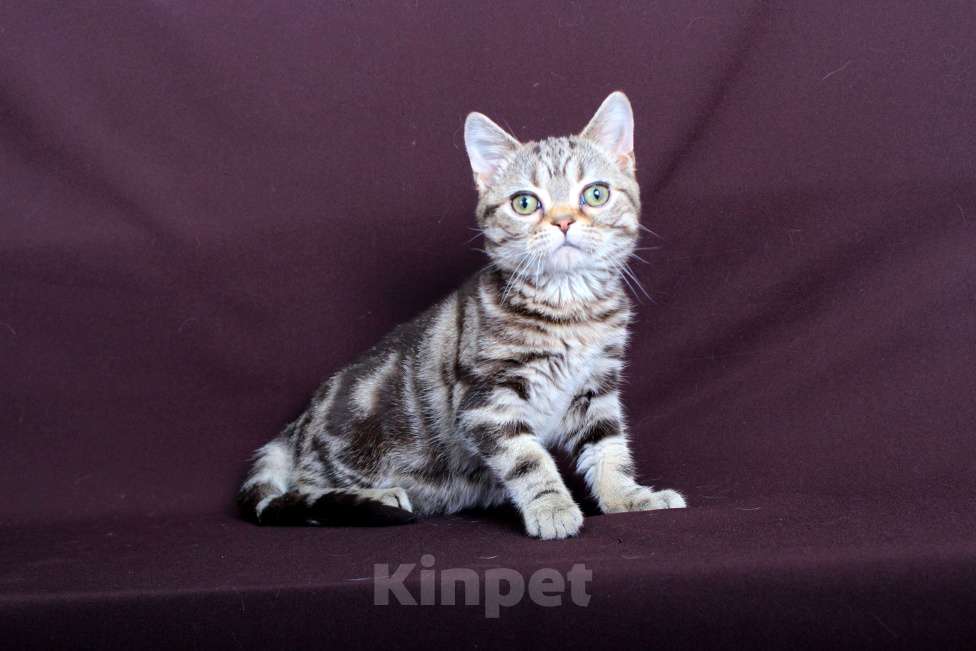 Кошки в Ликино-Дулево: Американский короткошерстный котёнок Девочка, Бесплатно - фото 5