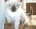 Кошки в Санкт-Петербурге: Чистопородные тайские котята + комплект, 4 000 руб. - фото 5