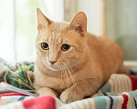 Кошки в Малоархангельске: "Золотой Остап", 55 руб. - фото 4