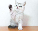 Кошки в Западном Двине: Шиншиллы Котята, 8 000 руб. - фото 1