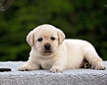 Собаки в Хабаровске: Палевые щенки лабрадора Мальчик, 70 000 руб. - фото 1