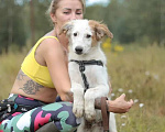Собаки в Москве: Белые щенки — метисы бордер-колли в дар, Бесплатно - фото 1