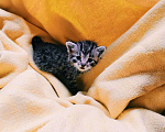 Кошки в Старом Купавне: Котенок Шпрота Девочка, 2 руб. - фото 1