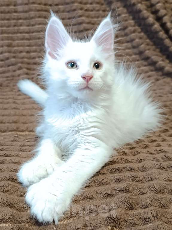Кошки в Санкт-Петербурге: Мальчик полидакт Мальчик, 40 000 руб. - фото 1
