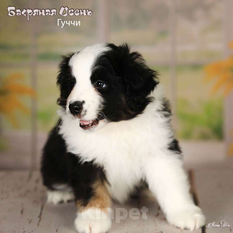 Собаки в других городах Московской области: Продается мальчик миниаусси Мальчик, 80 000 руб. - фото 1