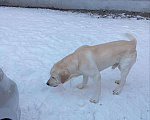 Собаки в Ярославле: Молодой лабрадор Мальчик, Бесплатно - фото 3