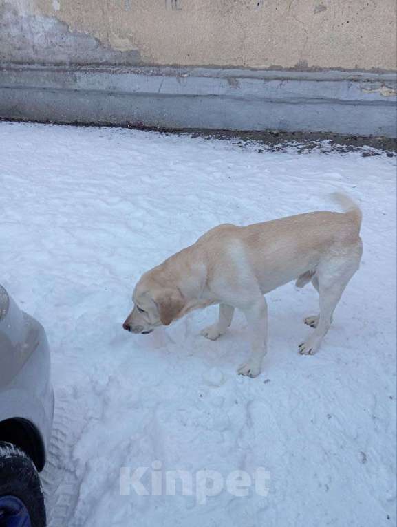 Собаки в Ярославле: Молодой лабрадор Мальчик, Бесплатно - фото 3