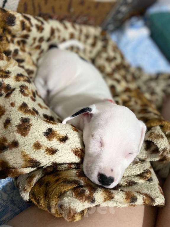 Собаки в Екатеринбурге: Прекрасные щенки питбуля Девочка, 15 000 руб. - фото 4