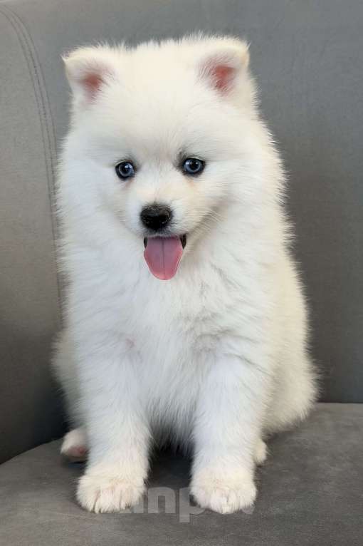 Собаки в Санкт-Петербурге: Мальчик помски Мальчик, 50 000 руб. - фото 1