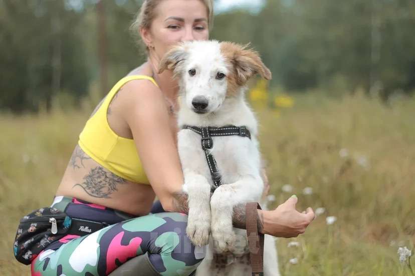 Собаки в Москве: Белые щенки — метисы бордер-колли в дар, Бесплатно - фото 1