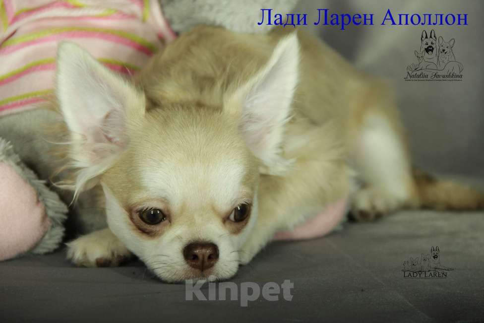 Собаки в Воронеже: Щенки чихуахуа Мальчик, Бесплатно - фото 2