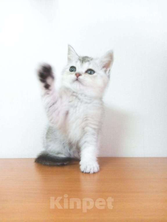Кошки в Западном Двине: Шиншиллы Котята, 8 000 руб. - фото 1