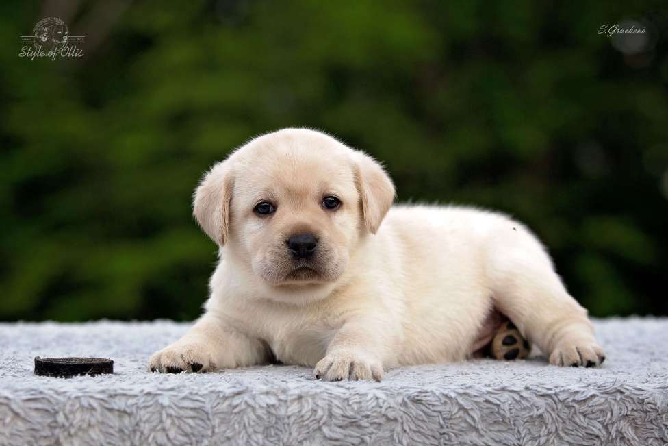 Собаки в Хабаровске: Палевые щенки лабрадора Мальчик, 70 000 руб. - фото 1