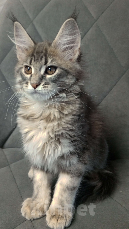 Кошки в Красноярске: Шикарная девочка Еврика Девочка, 40 000 руб. - фото 2