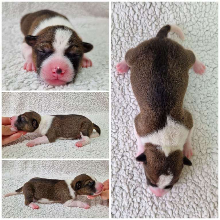 Собаки в Челябинске: Мальчик басенджи рыжего окраса  Мальчик, 75 000 руб. - фото 3