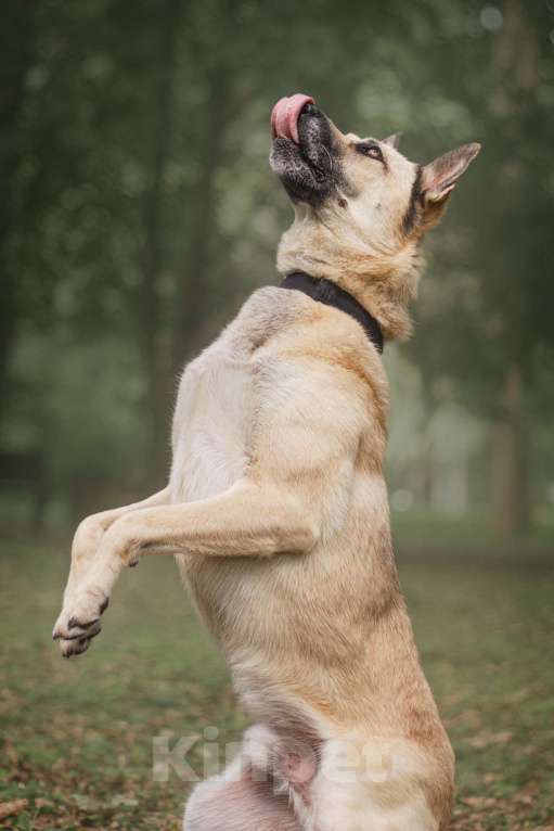 Собаки в Москве: Джек ищет дом🏠 Мальчик, 10 руб. - фото 4