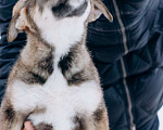 Собаки в Мытищах: Щенок Борис ищет любящую семью Мальчик, Бесплатно - фото 6