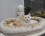Кошки в Москве: Британский котенок кремовый неженка  Мальчик, 20 000 руб. - фото 1