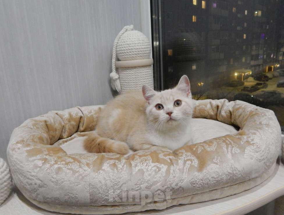 Кошки в Москве: Британский котенок кремовый неженка  Мальчик, 20 000 руб. - фото 1