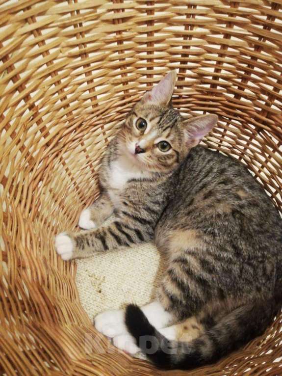 Кошки в Москве: Три кота три хвоста Мальчик, Бесплатно - фото 2