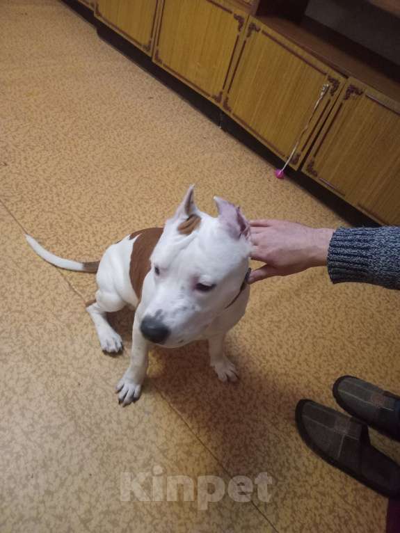 Собаки в Комсомольске-На-Амуре: Продам щенка амстафа 6 месяцев, мальчика Мальчик, 25 000 руб. - фото 1