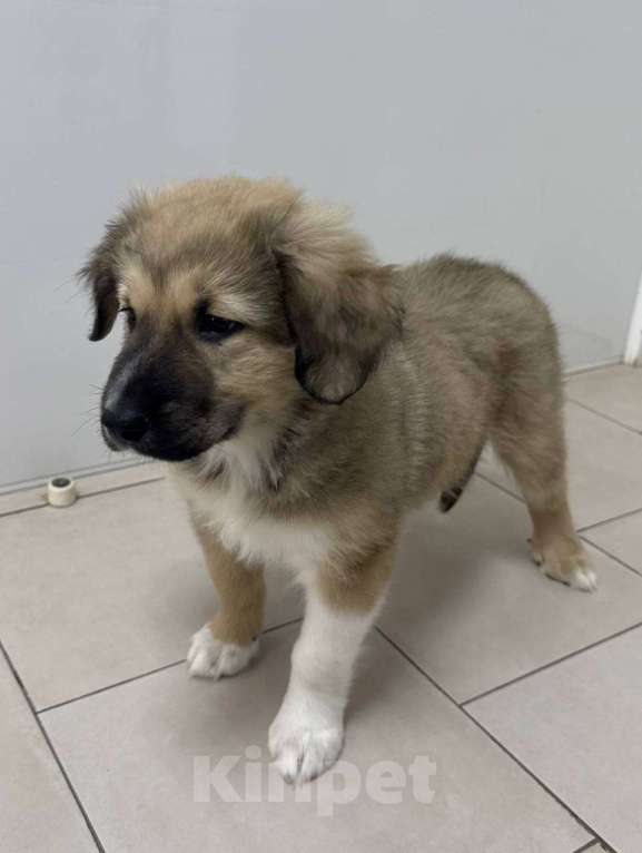 Собаки в Красногорске: Малышка Бель 3 месяца в добрые руки Девочка, Бесплатно - фото 2