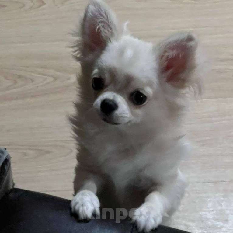 Собаки в Москве: Чихуахуа мальчик Мальчик, 50 000 руб. - фото 3