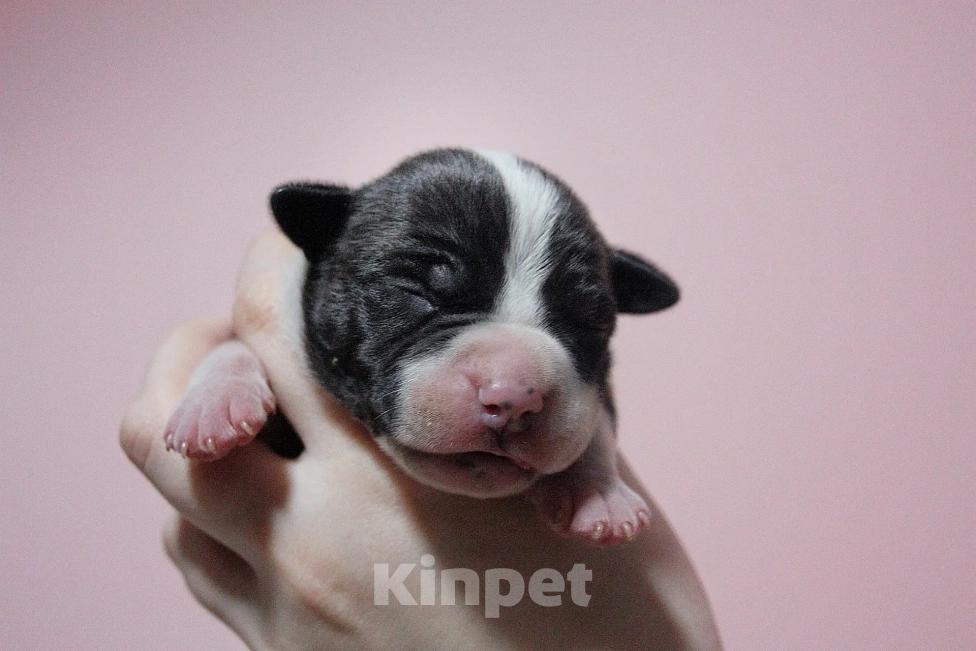 Собаки в Москве: Мальчики амстафф черного с белым окраса Мальчик, 80 000 руб. - фото 4