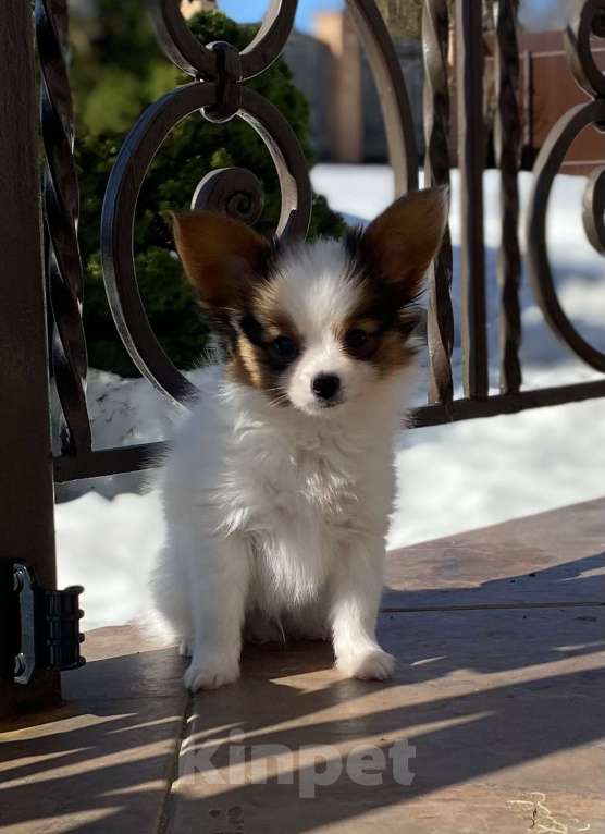 Собаки в Ярославле: Щенки( мальчики) Мальчик, Бесплатно - фото 4