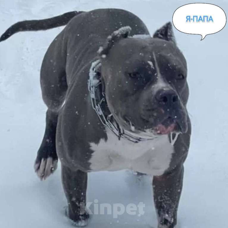 Собаки в Липецке: Голубые щенки АМСТАФФА  Мальчик, 60 000 руб. - фото 6