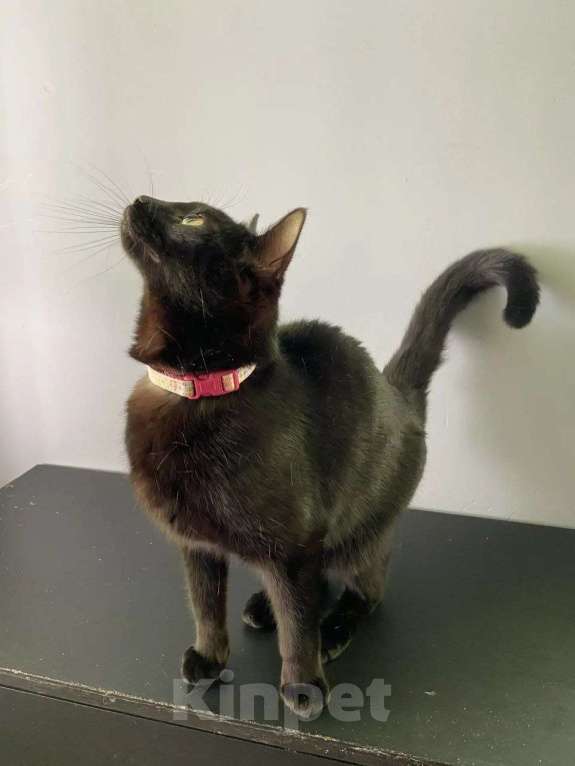 Кошки в Москве: Очаровательная Ночка ищет семью Девочка, Бесплатно - фото 2