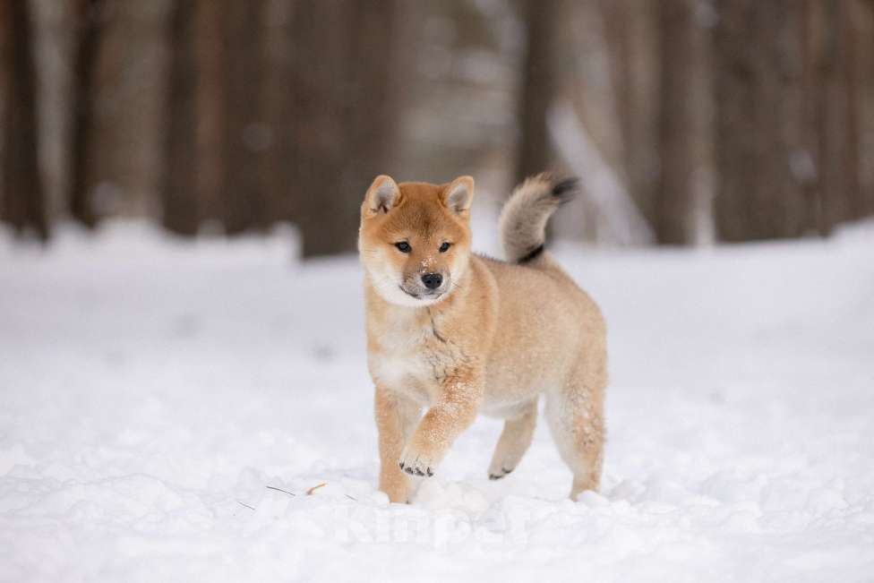 Собаки в Новосибирске: Щенки Сиба Ину Девочка, 60 000 руб. - фото 1