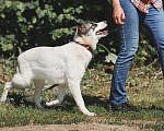 Собаки в Москве: Красавица, умница и добрая собака Мегги ищет дом. Девочка, 10 руб. - фото 7