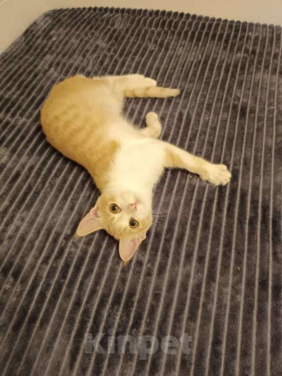 Кошки в Санкт-Петербурге: Рыжий котенок Ваня Мальчик, Бесплатно - фото 3