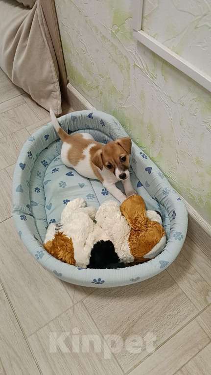 Собаки в Анапе: Щеночки джек Рассел терьер Девочка, 18 000 руб. - фото 4