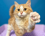 Кошки в Санкт-Петербурге: Фенотип сибирской кошки. Котёнок девочка. Привита, кастрирована, здорова. 5 мес. Девочка, Бесплатно - фото 2