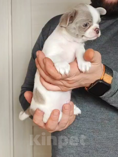 Собаки в Саратове: Щенок Чихуахуа Мальчик, 50 000 руб. - фото 9