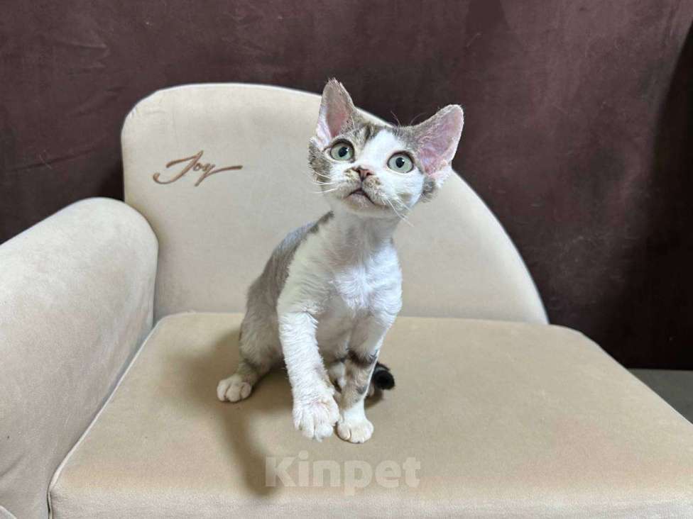 Кошки в Москве: девочка девон рекс биколор с зелеными глазками  Девочка, 85 000 руб. - фото 1