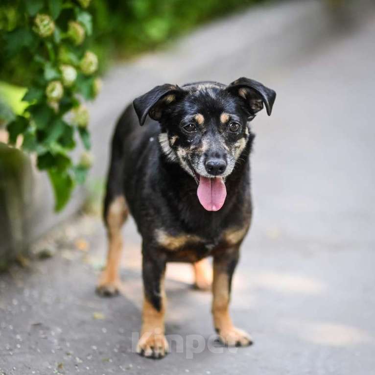Собаки в Москве: Маленькая собачка Жужа ищет хозяина! Вес 7 кг Девочка, Бесплатно - фото 1