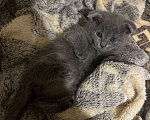 Кошки в Москве: Котенок девочка шотландская вислоухая Девочка, 4 000 руб. - фото 2
