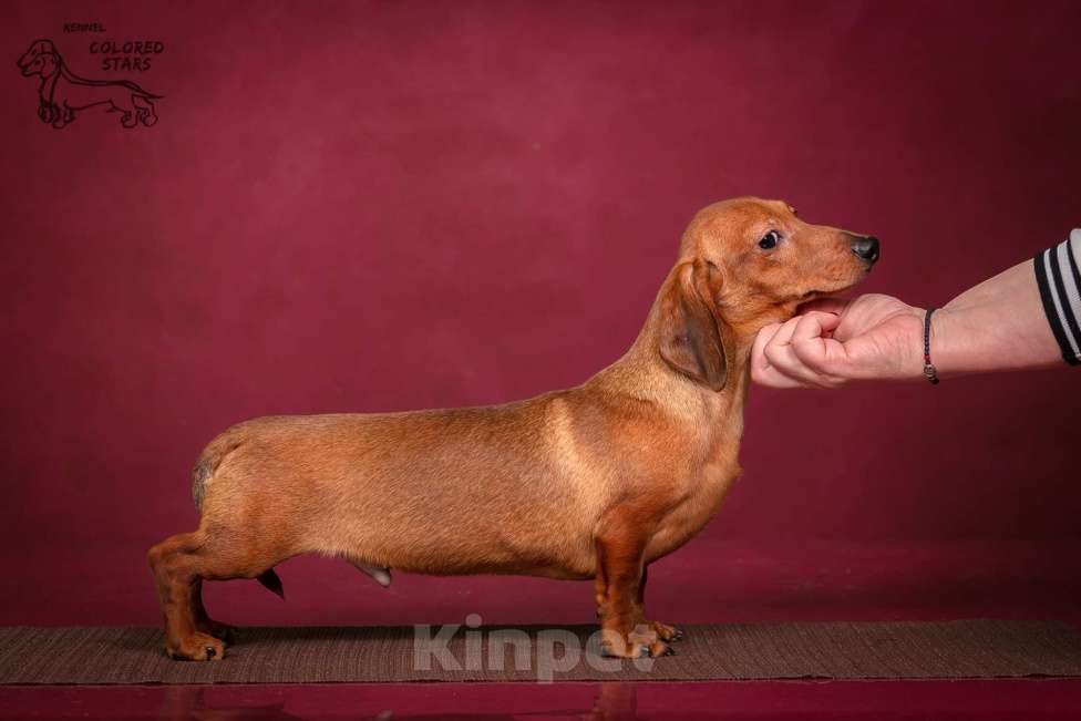 Собаки в Королеве: Кроличья такса Мальчик, 70 000 руб. - фото 2