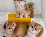 Кошки в Санкт-Петербурге: Британская золотая шиншилла Мальчик, 39 999 руб. - фото 2